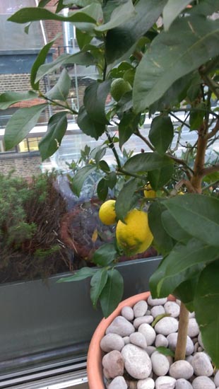 Boundary lemon tree