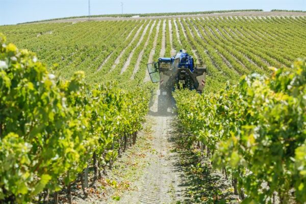 Andalucian wines