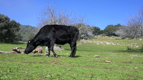 Iberian Black Avileña