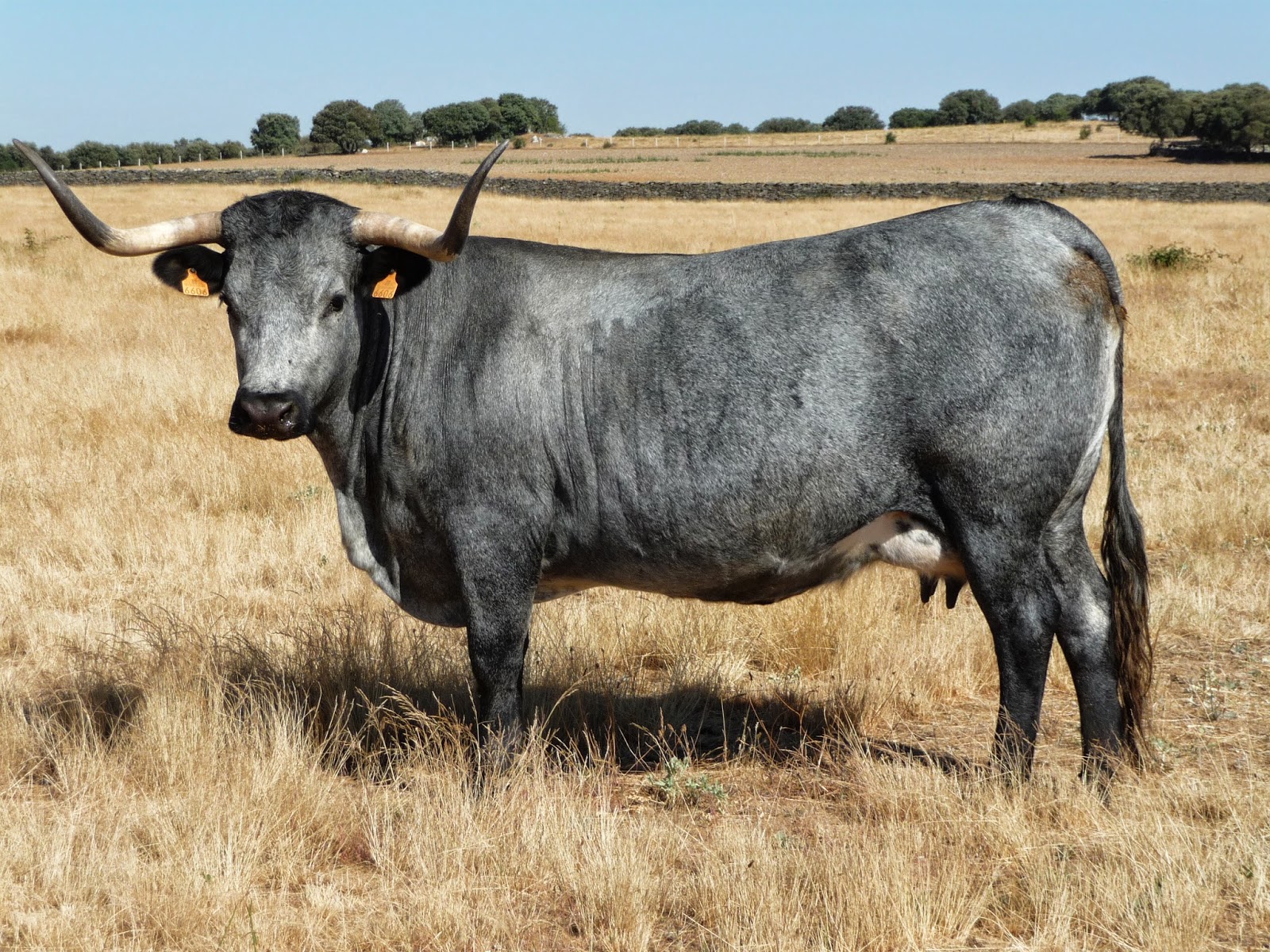 Beef from Salamanca