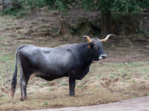 Carne de res de Cantabria
