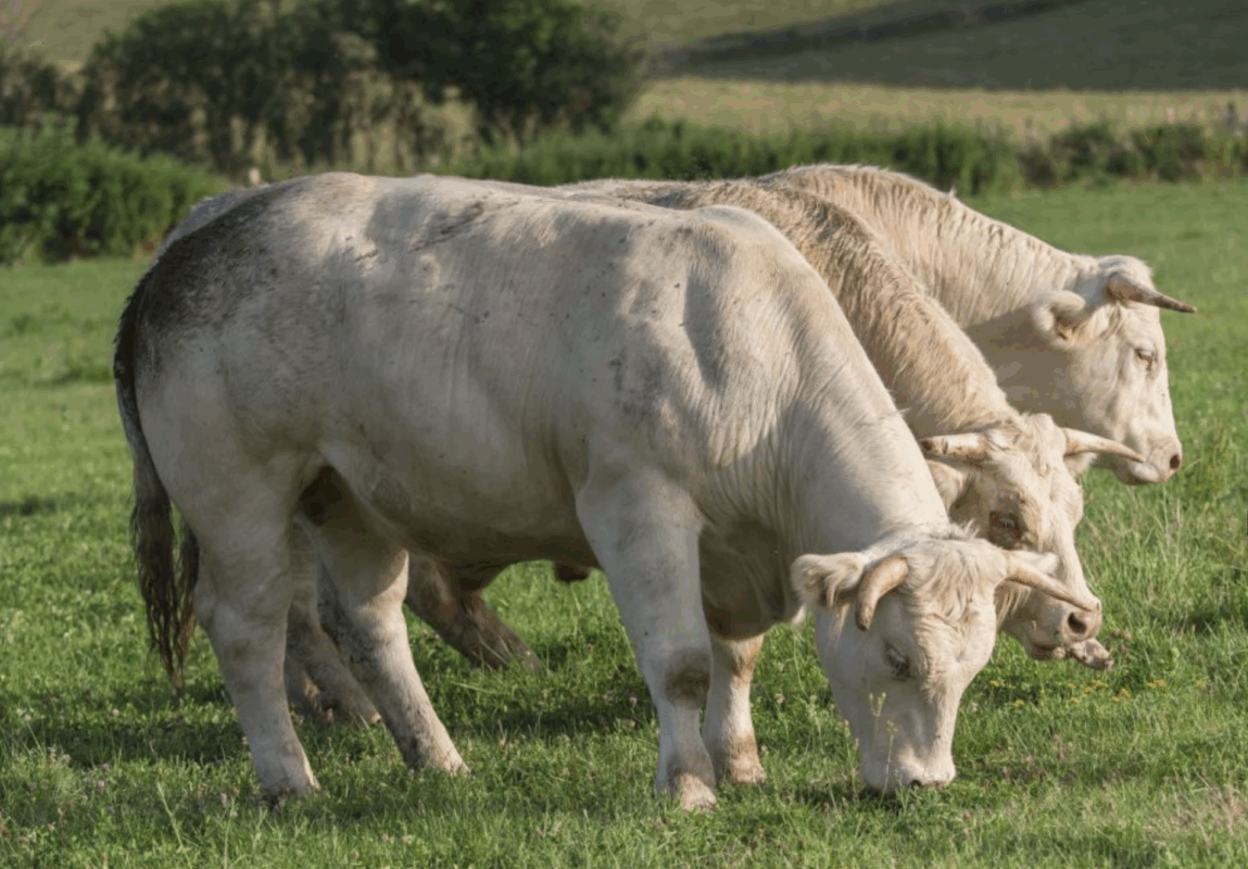Beef from the basque region
