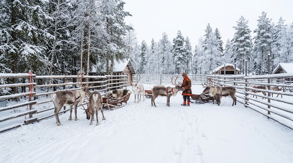 Reindeer at a farm near Rovaniemi in winter